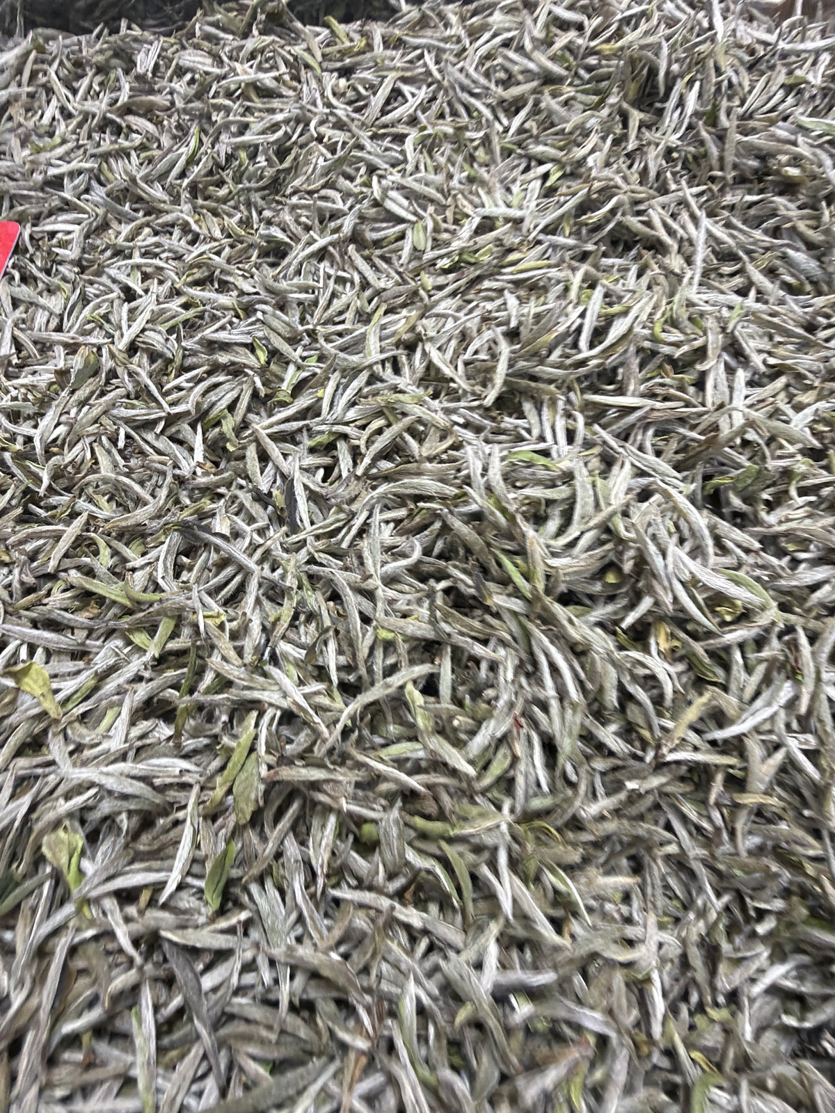 2026.10.15 Tea Expo